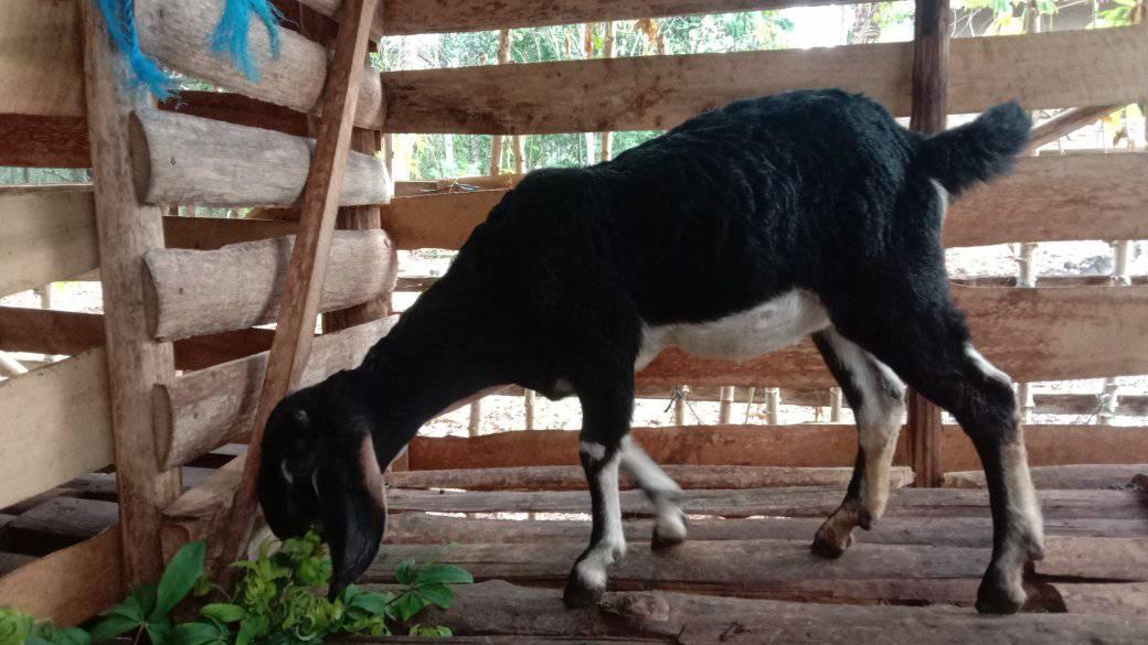 JUAL BELI KAMBING PUGUNG RAHARJO LAMPUNG TIMUR