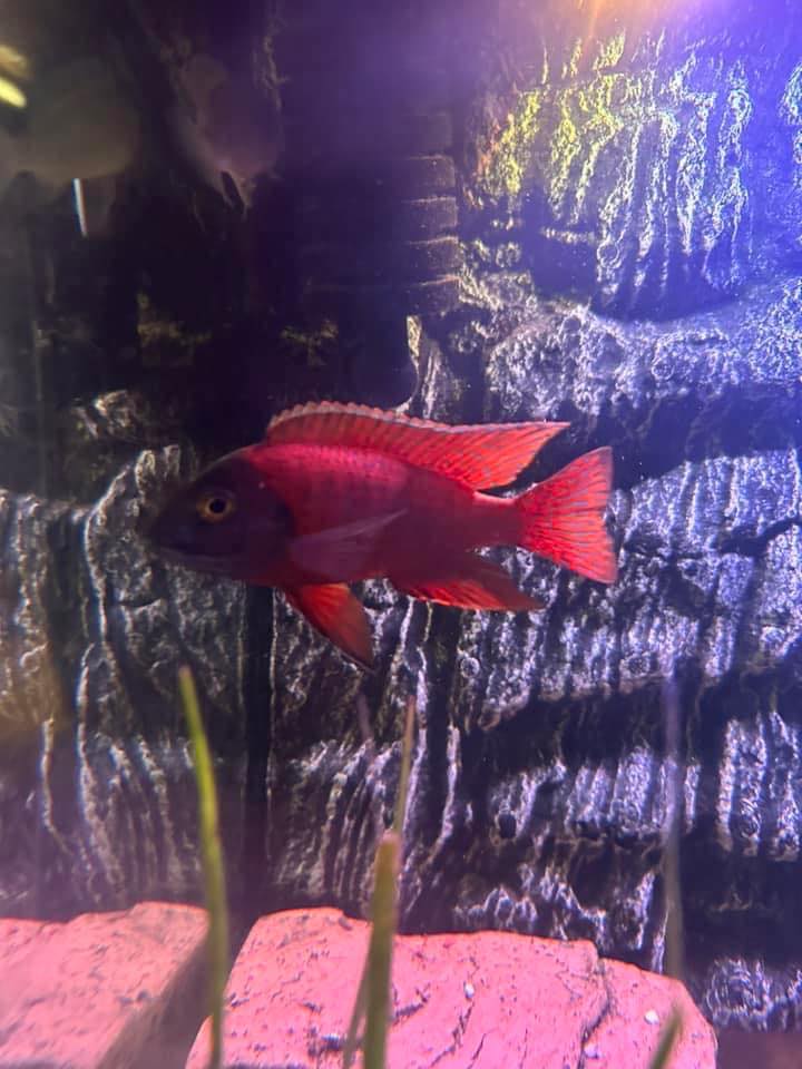 Tasmania fish and tanks | Where would one buy a axolotl from | Facebook