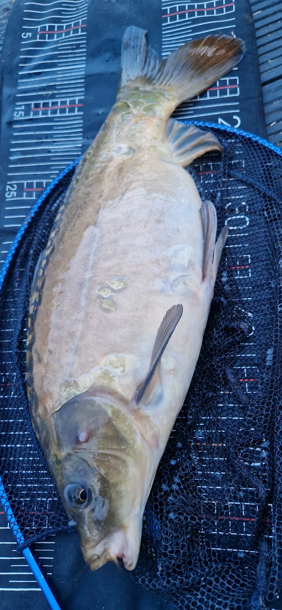 fish biting but not hooking Fishbites  Reel Deal Bait And Tackle What's the deal with bass