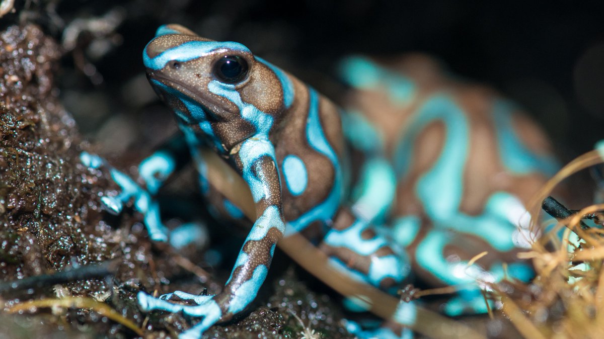 🐸 Hoppy Amphibian Awareness Week! Can you tell a fantastic frog from a ...
