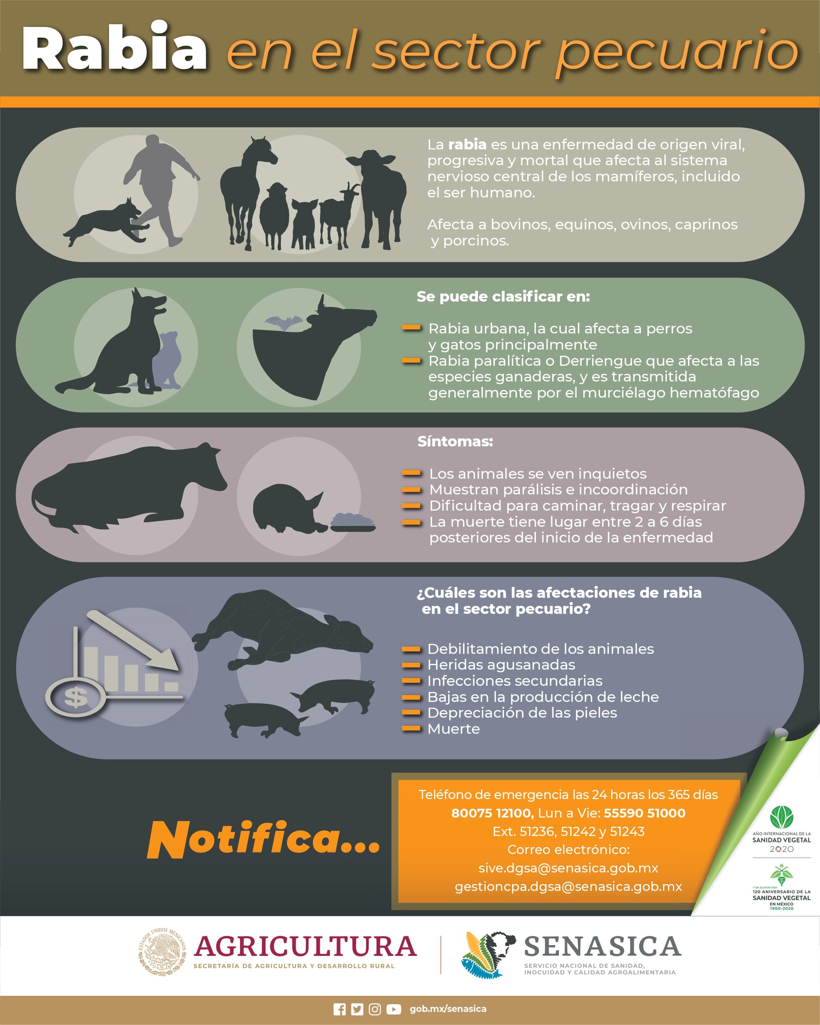 Conoce más sobre la #Rabia, con esta infografía del Senasica Enfermedad ...