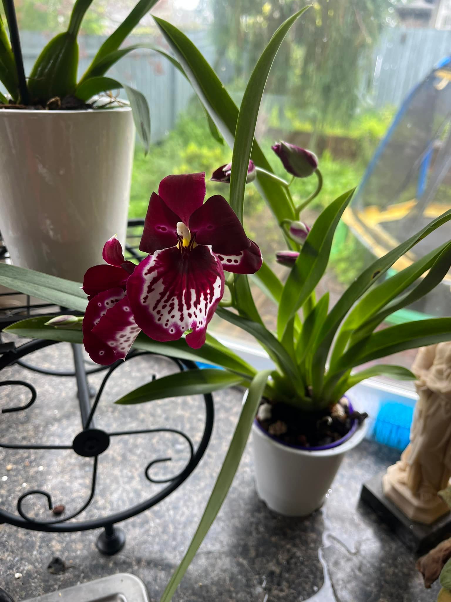 Miltoniopsis Lennart Karl Gottling 'Red Rim' Purchased 5 months ago 🥰