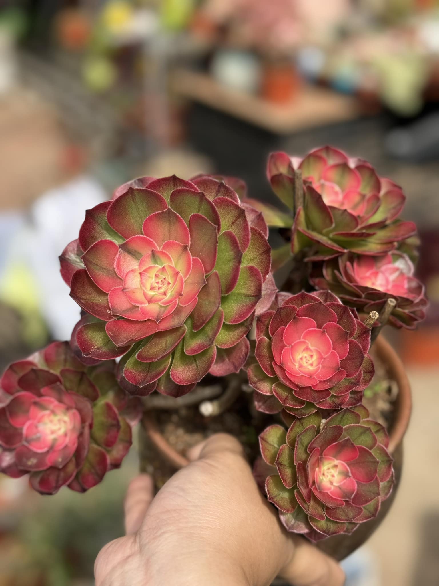 倾城法师Aeonium #自然锦#非卖品notforsale #不是药锦