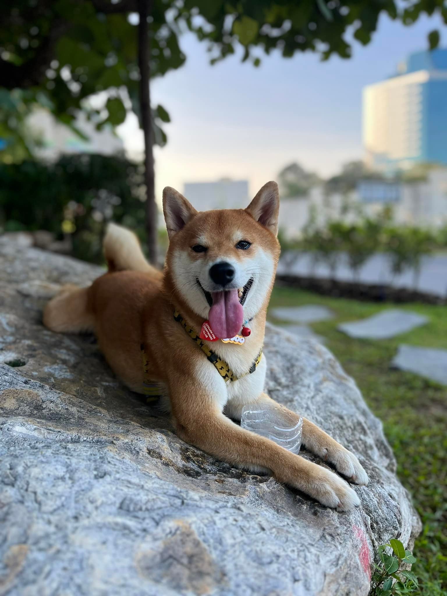 บูตะ หมาชิบะ นอร์ธปาร์ค - Buta Shiba Inu North Park | Bangkok