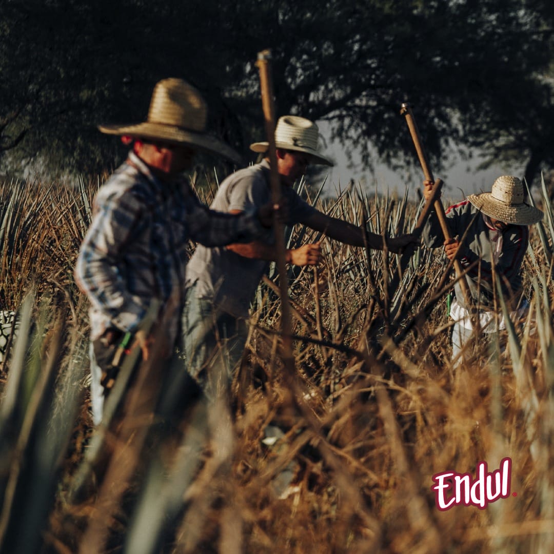ENDUL - Nuestro Jarabe de Agave es un producto elaborado...