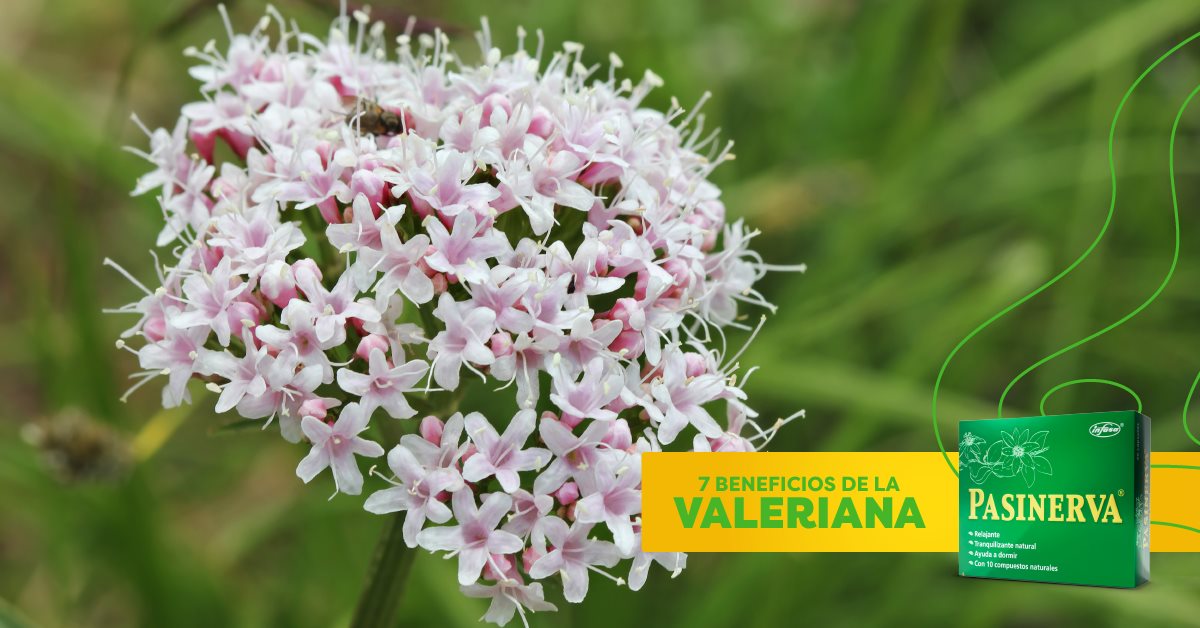 Pasinerva - La valeriana es uno de los componentes de... | Facebook
