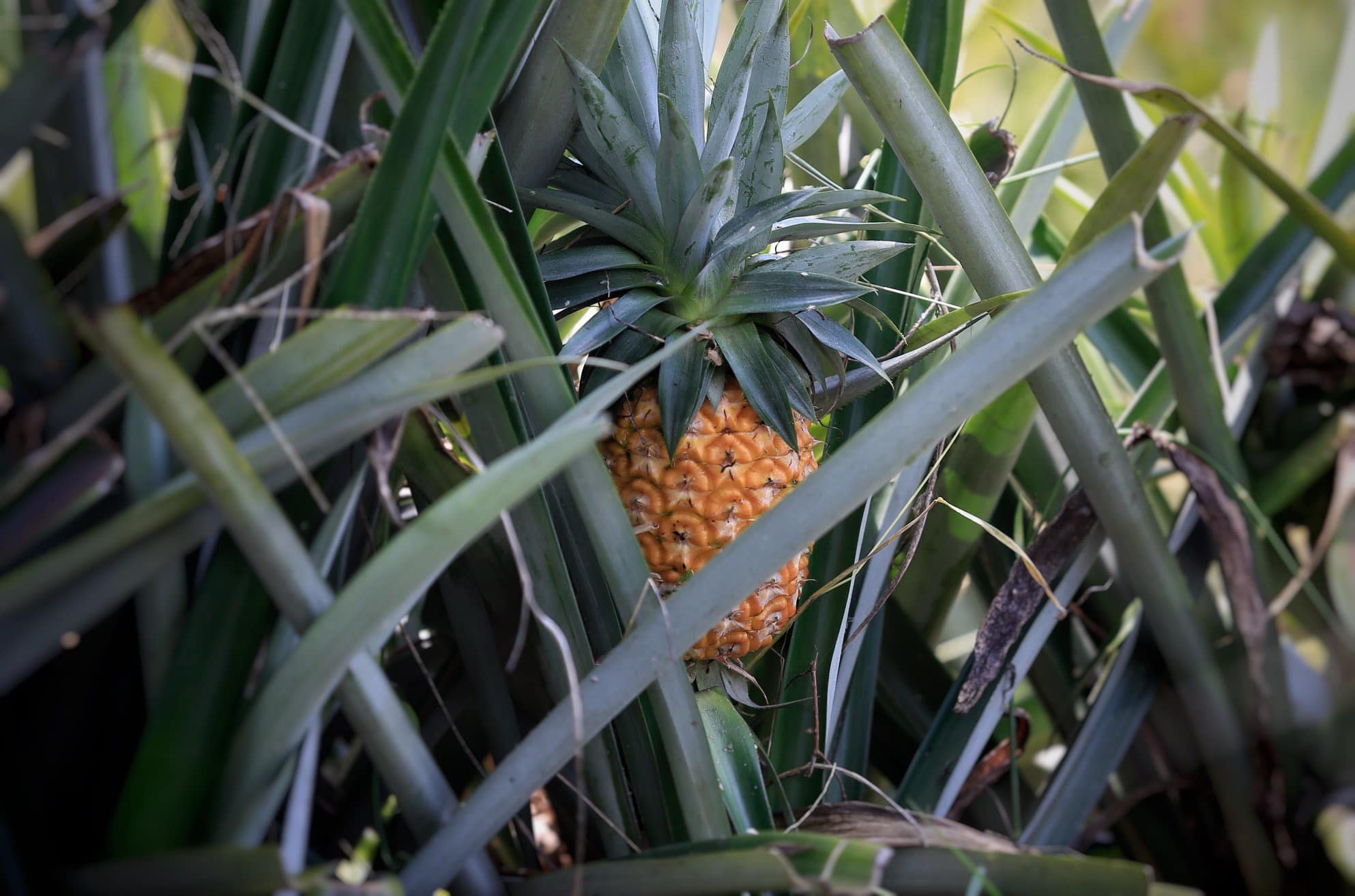 ¿SABÍAS QUÉ? 🍍🍍La piña miel, que es... - Frutería Santuario.