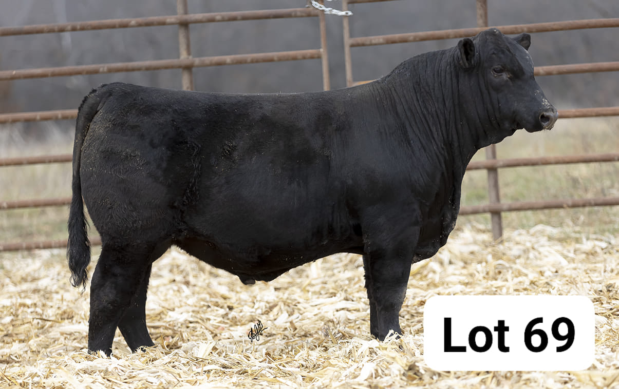 Here's a pair of attractive KBHR Bold... - Harlan Cattle Co. | Facebook