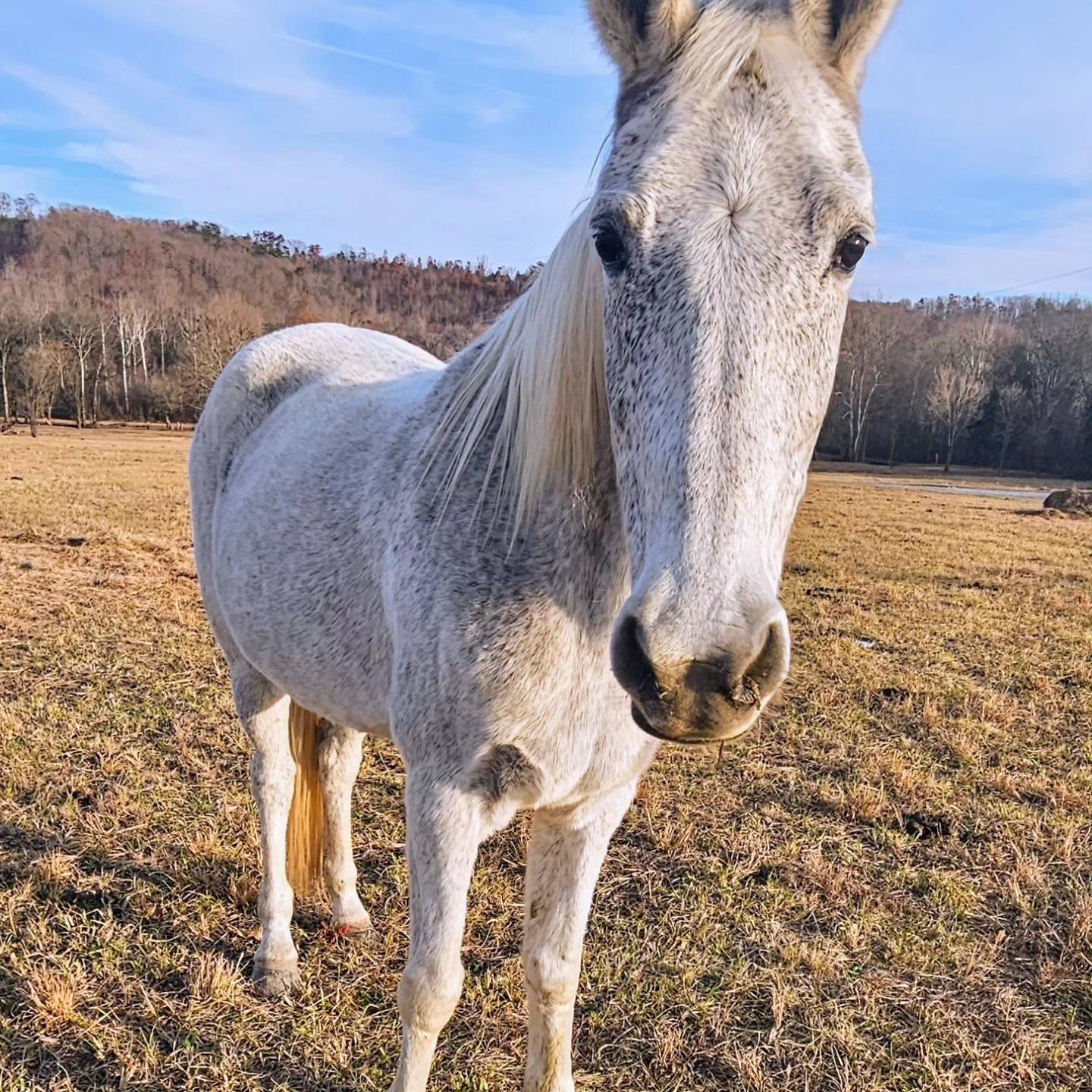 Sunset Ridge Acres | Decatur TN