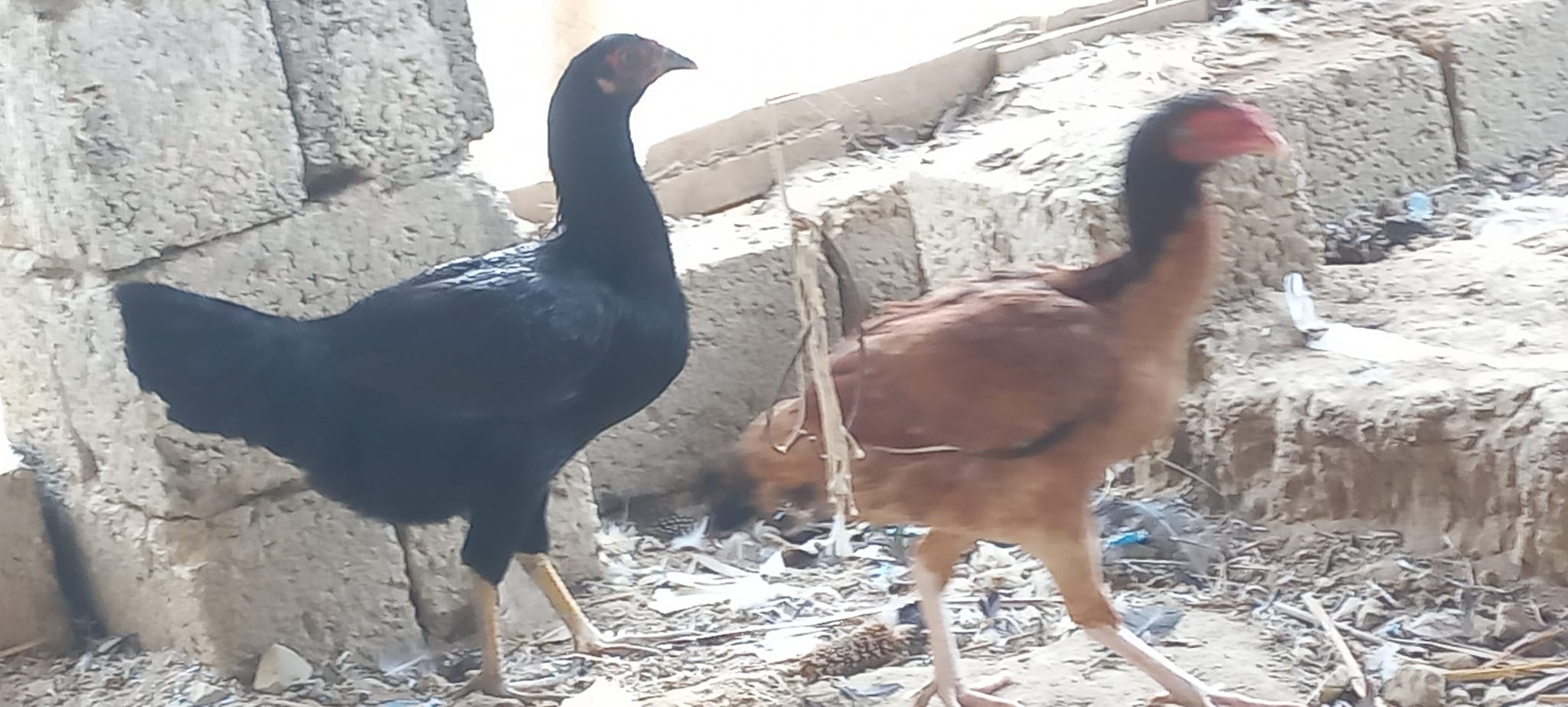 Al-Haq Poultry Farm الحق پولٹری فارم