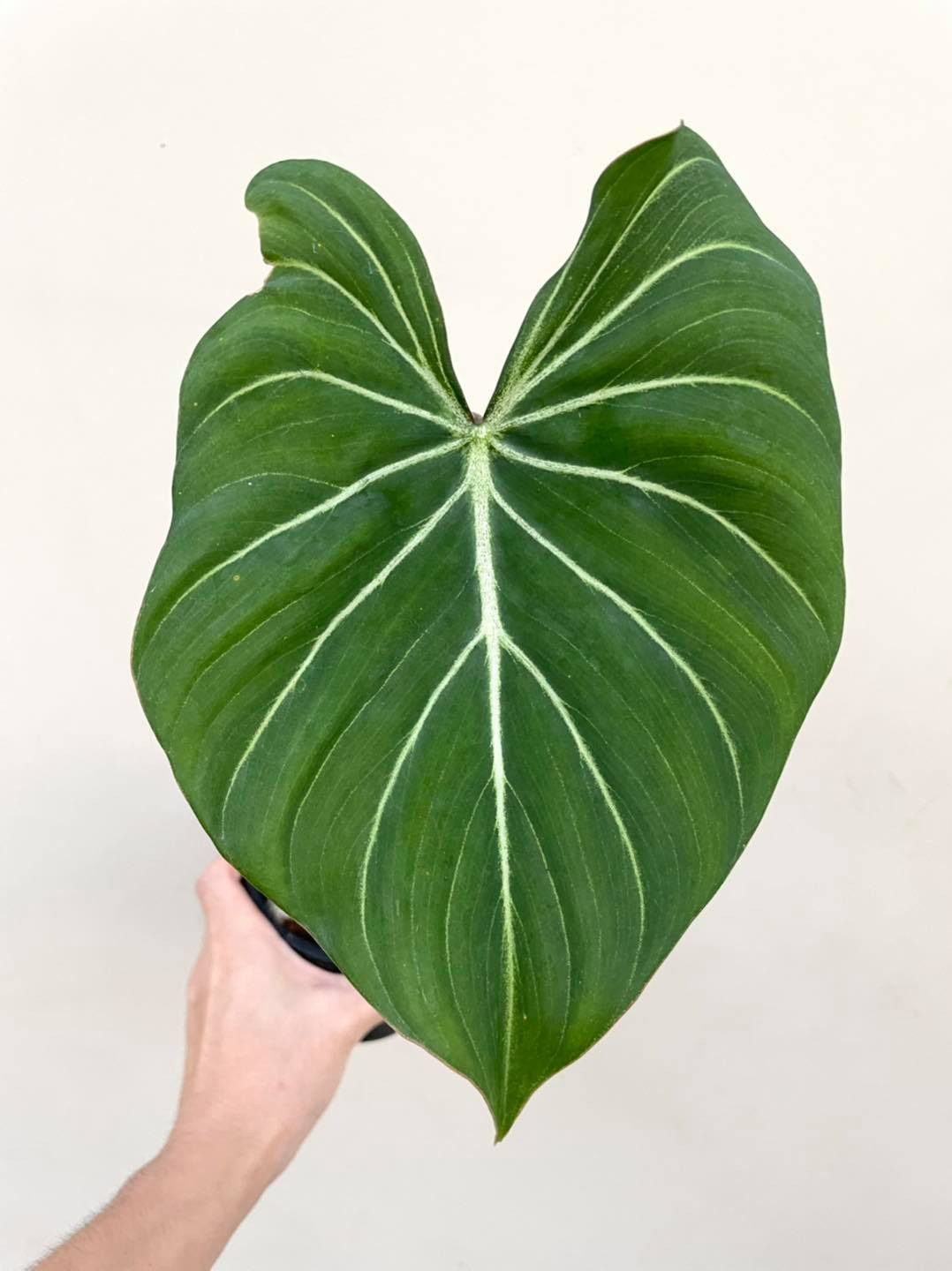 Plants Harem - 🌱 Philodendron Gloriosum กอริ #ก้านกลม ขายแล้วค่ะ ⭐️ ส่ง ...