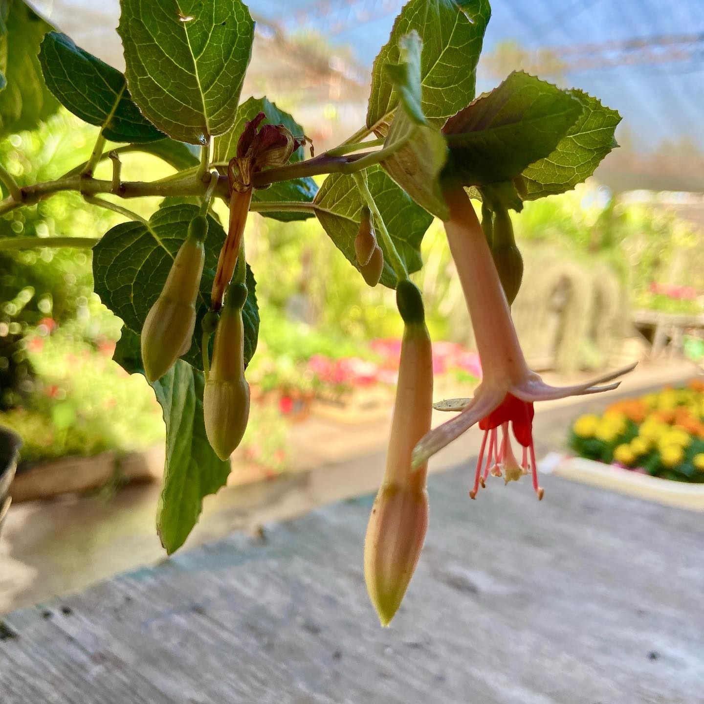 Vivero Kaki - La Fuchsia o Aljaba es un arbusto de follaje...