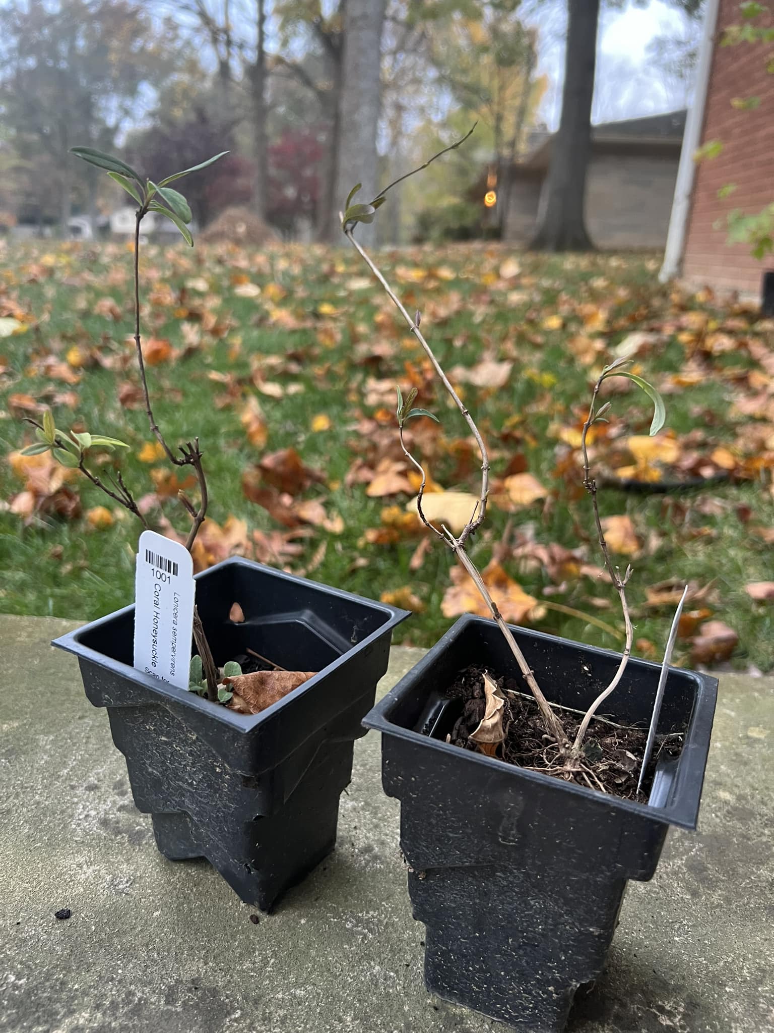 Suggestions for overwintering coral honeysuckle vines