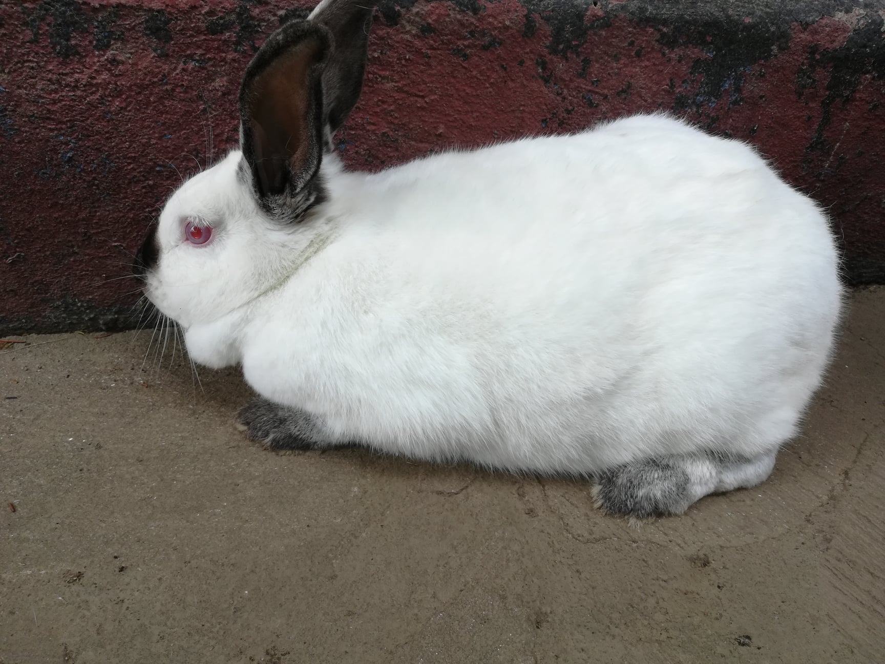 Zim Rabbits | Harare