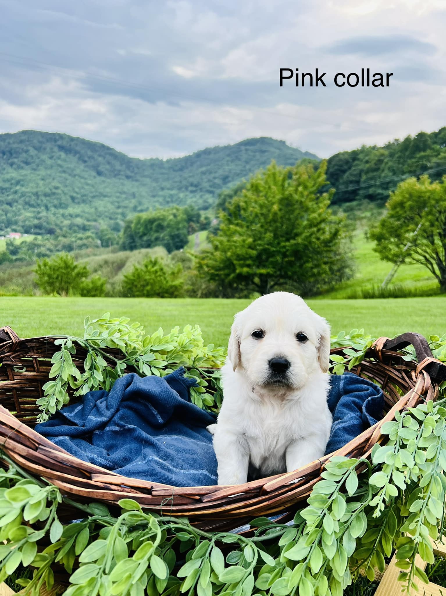 Blue Ridge Golden Retrievers