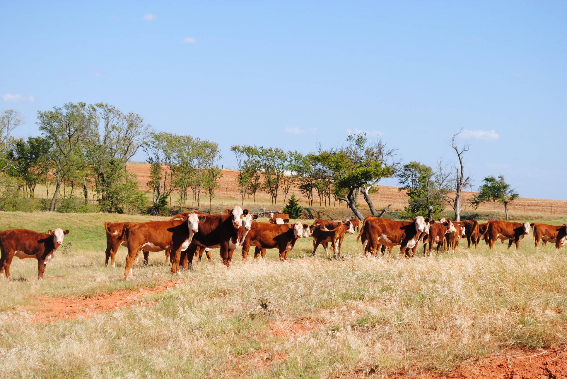 Square G Ranch | Putnam OK