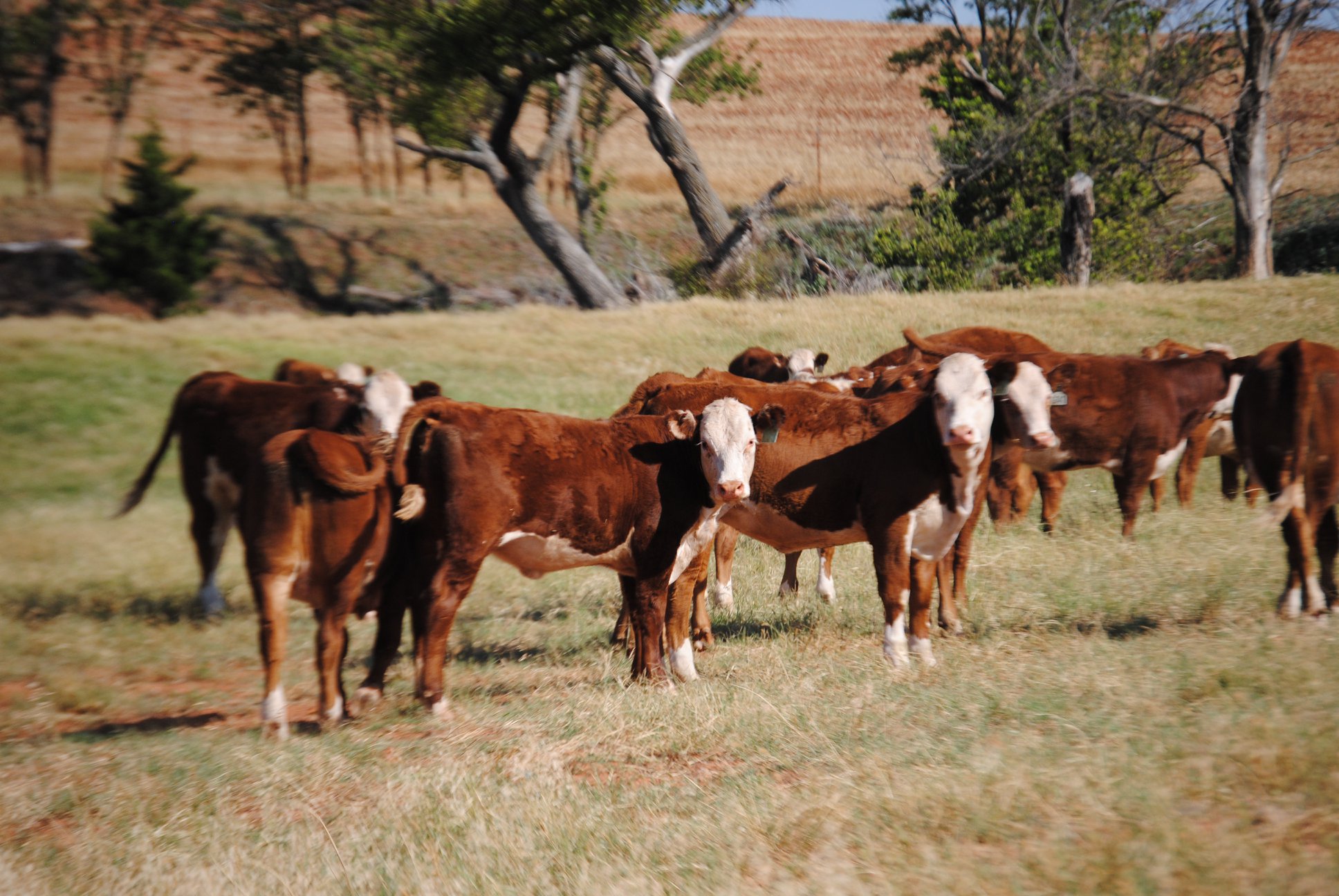 Square G Ranch | Putnam OK