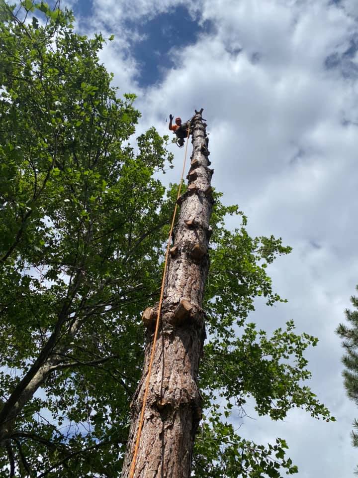 Tree Takers | Kaysville UT