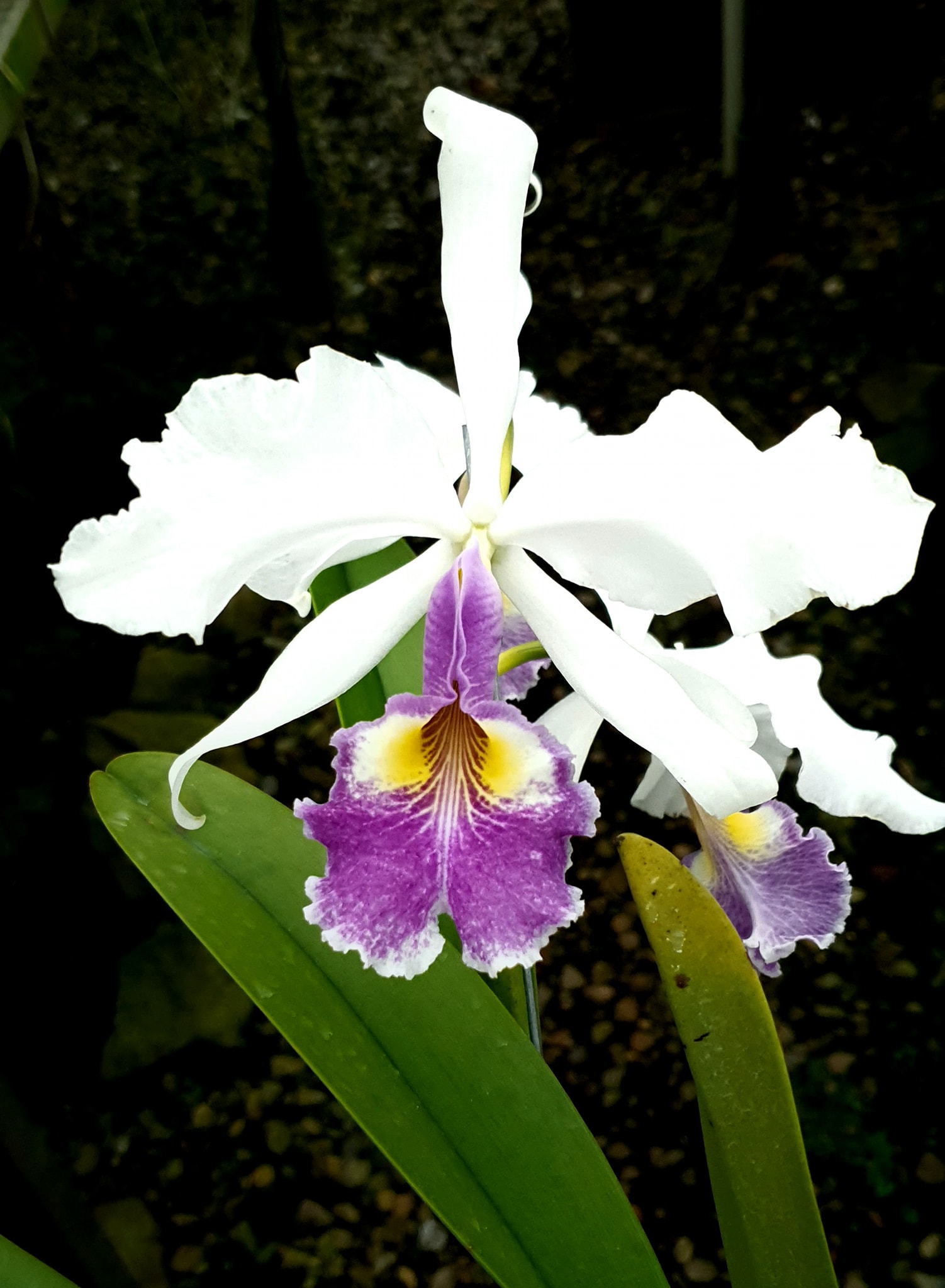 C. warscewiczii fma. semi-alba 'Silvia'