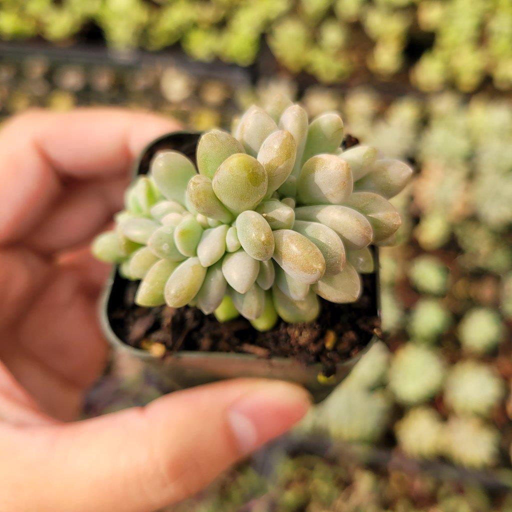 Cremeria Expatriata Crest Succulent Plant - Rare Cacti & Succulent From Succulents Depot