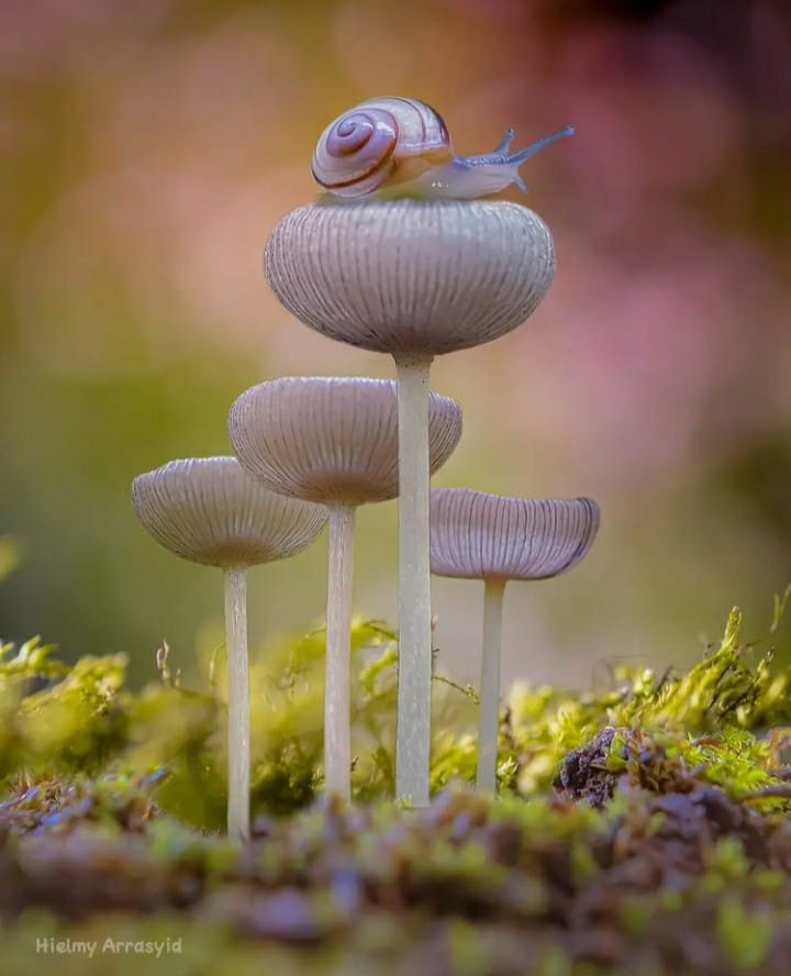 THE MUSHROOM IS THE ELF OF PLANTS... - Stories of Mushrooms | Facebook
