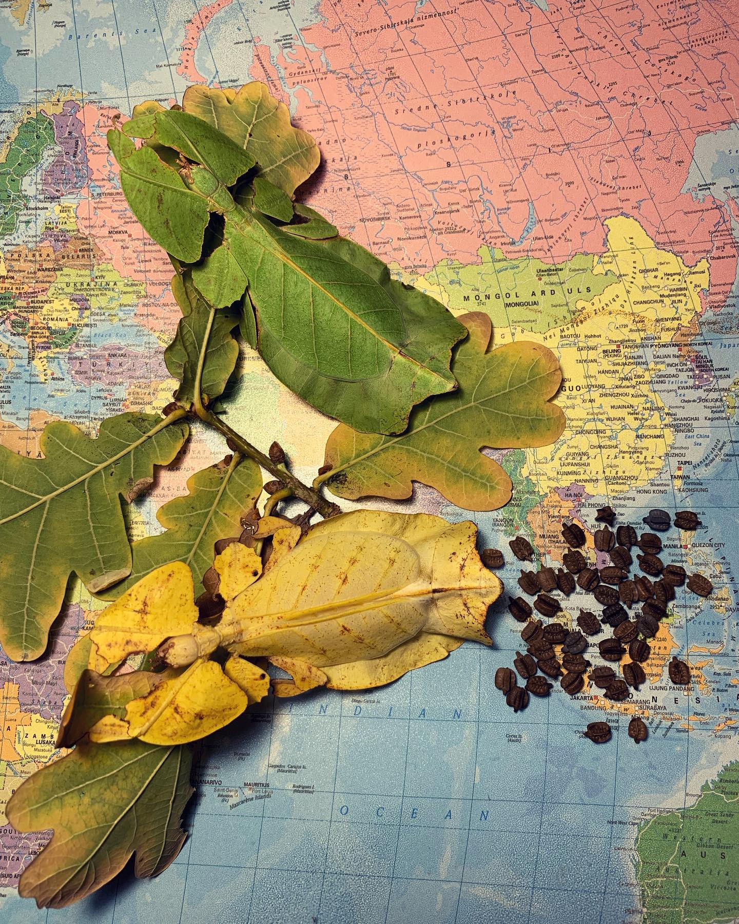 “Beautiful leaf” from Java... - Phylliidae - Leaf insects