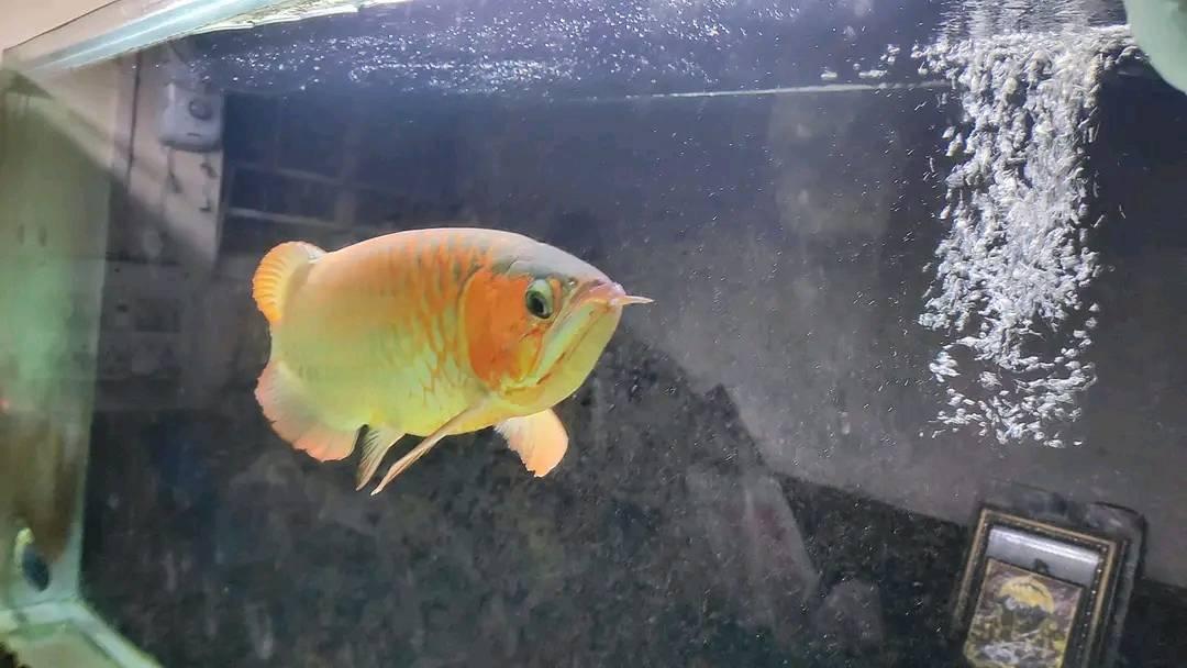 2pcs Shortbody Parrot Horn looking for a new home at reasonable price ...