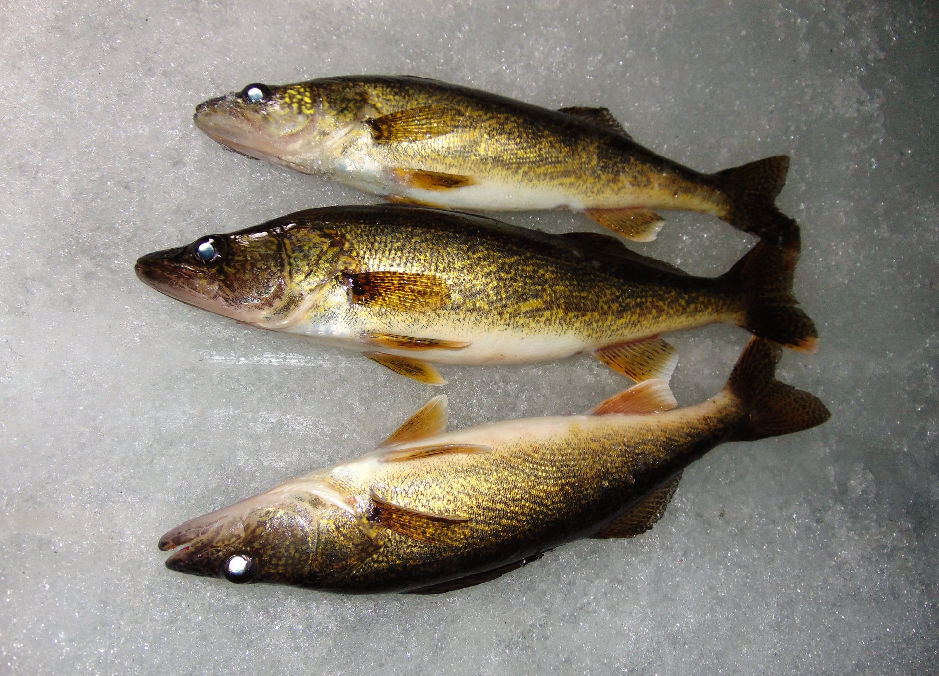 Bay of Quinte Angler