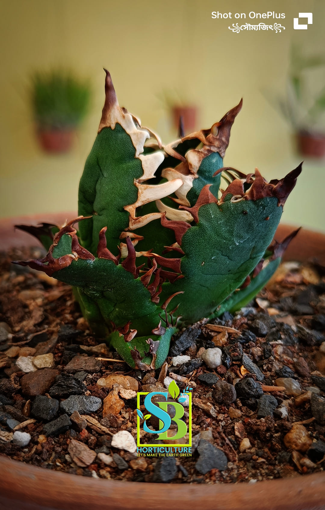 Agave titanota 'Red Catweasel' one of the toothy beauties we grow
