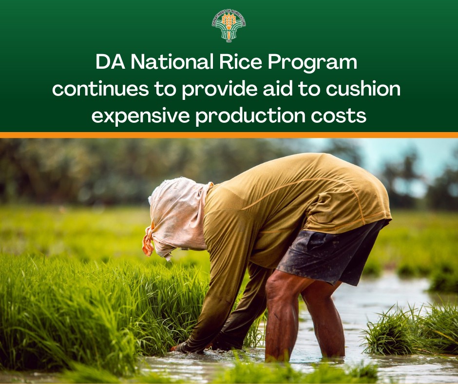 As Filipino rice... - Department of Agriculture - Philippines