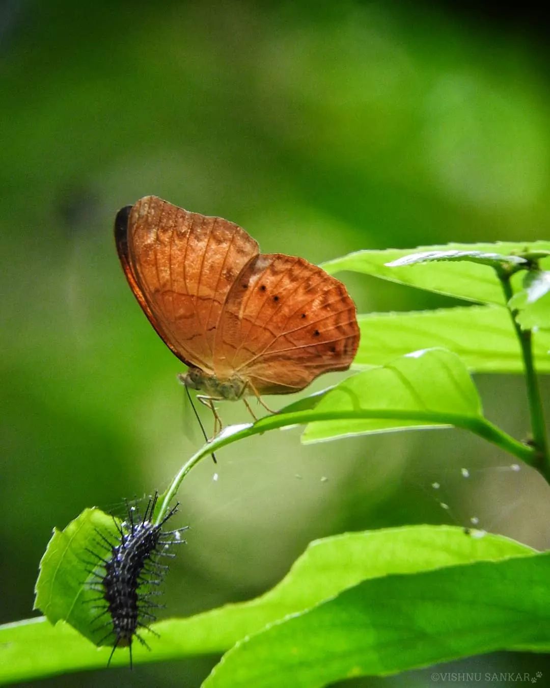 tn.tourism - Tamil Yeoman 🦋 Cirrochroa thais, also known as the Tamil ...