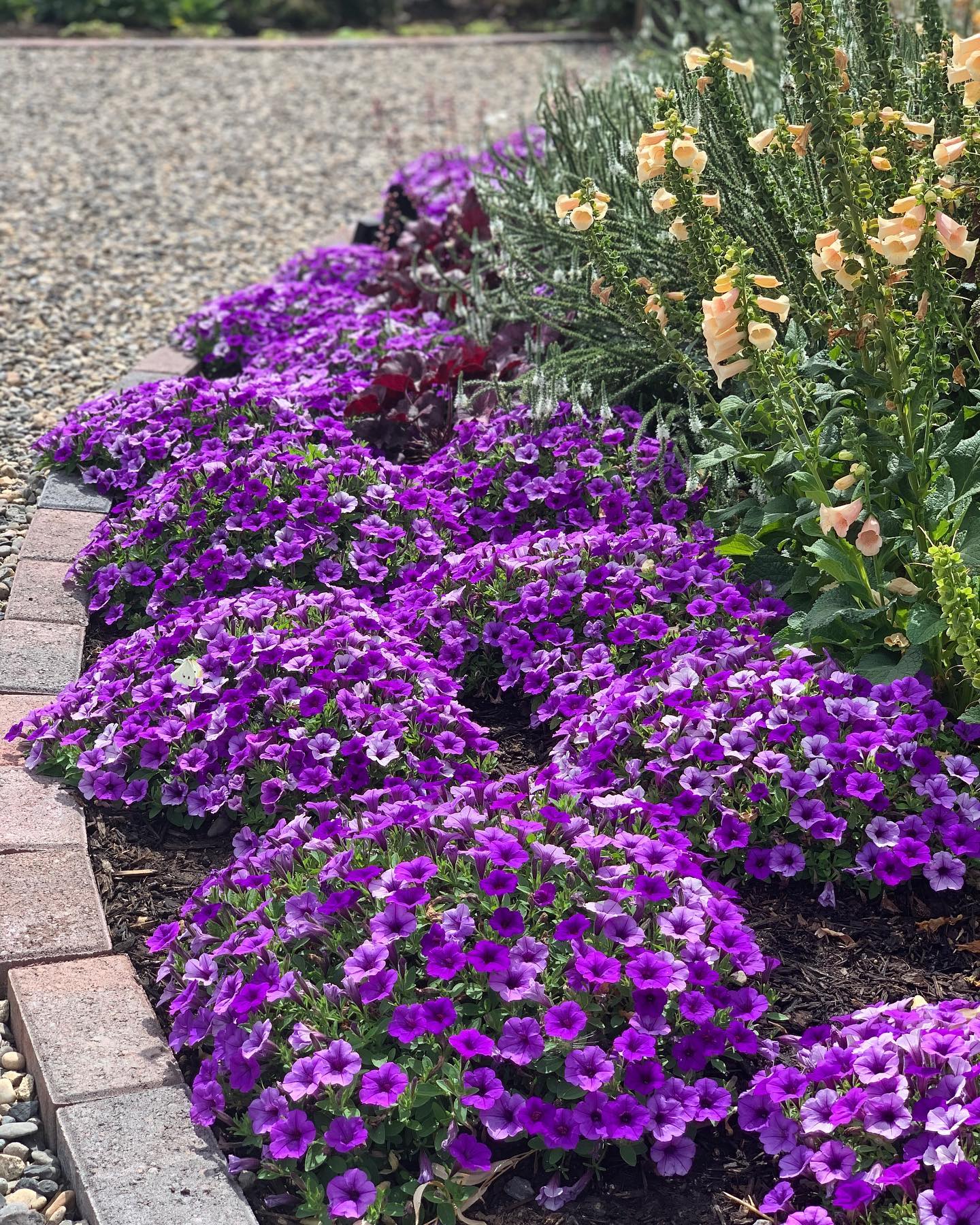 Garden - Supertunia Mini Vista Indigo is a stunner! 💜💜💜