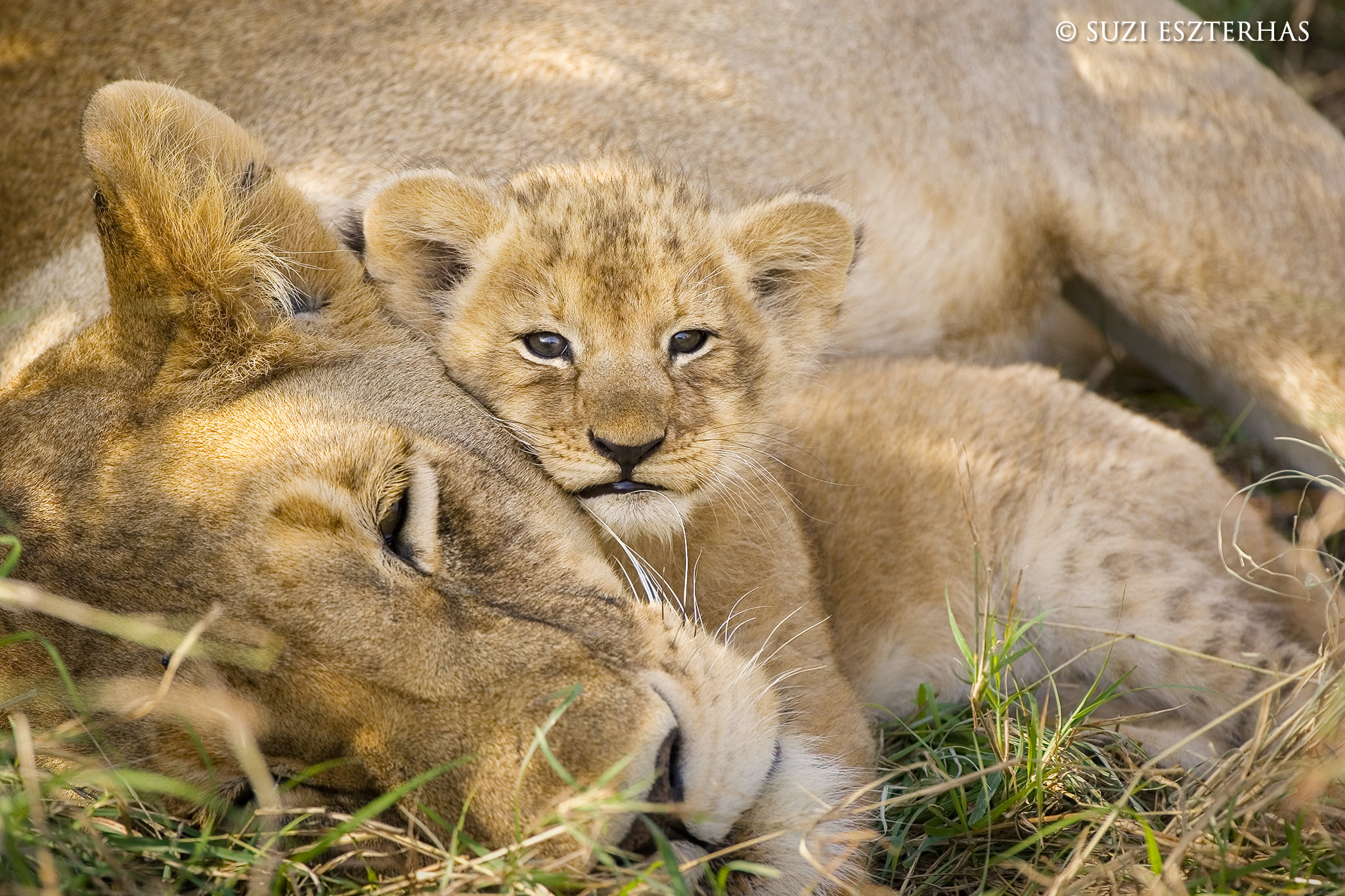 Suzi Eszterhas Wildlife Photography