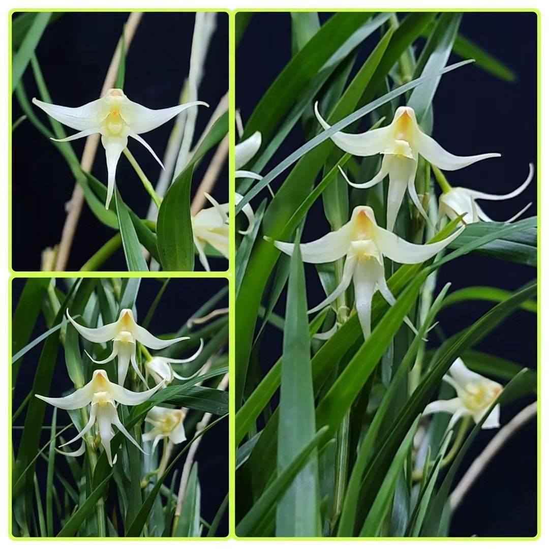 售】Neof. falcata 'Shutenno'，日本風蘭- 朱天王。 🌹好久不見的日本