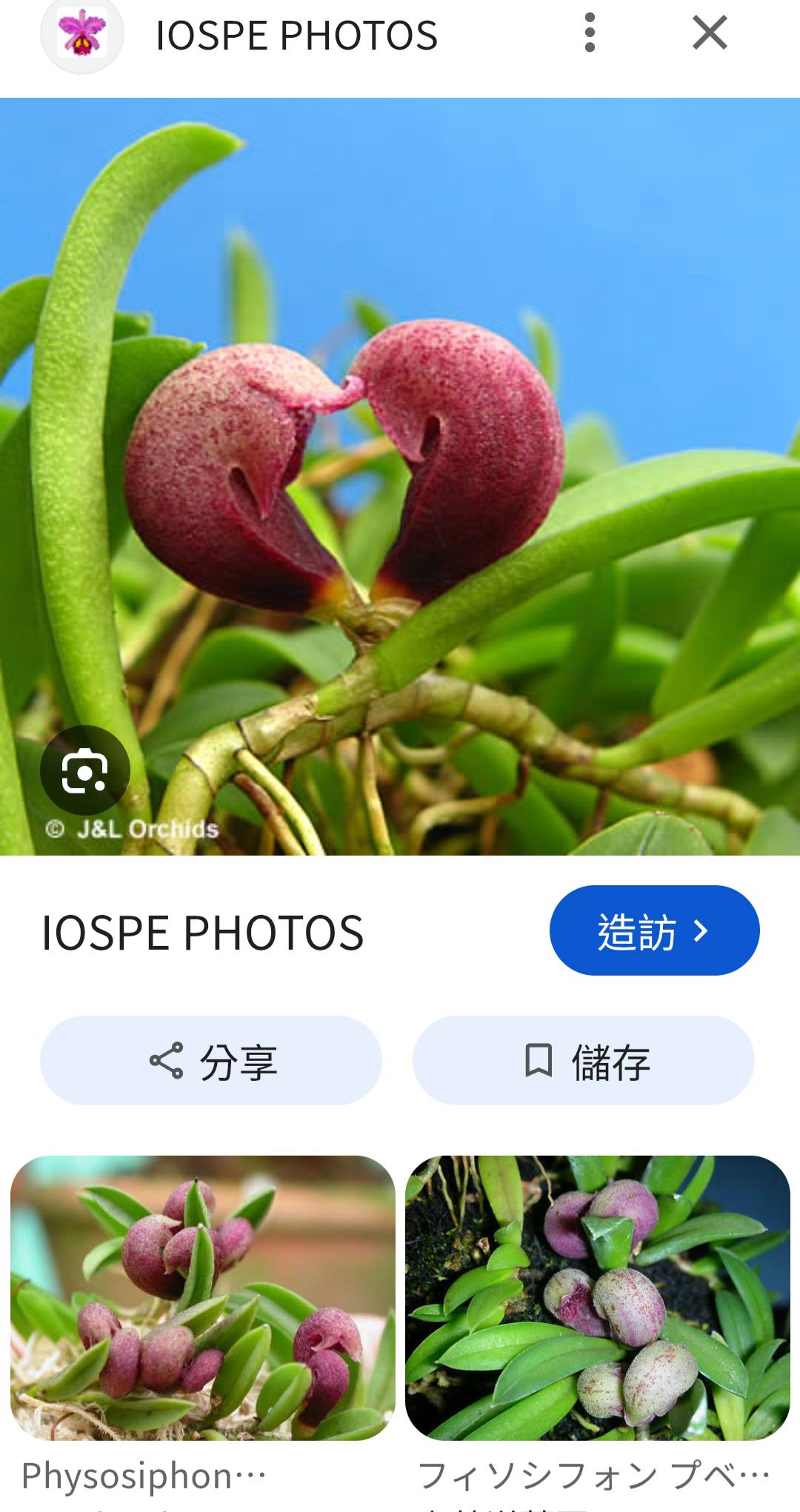售】Neof. falcata 'Shutenno'，日本風蘭- 朱天王。 🌹好久不見的日本