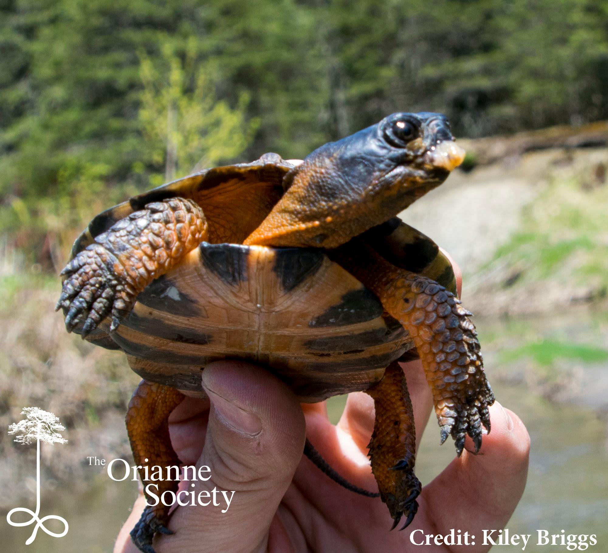On the list of Wood Turtle FAQs -... - The Orianne Society | Facebook
