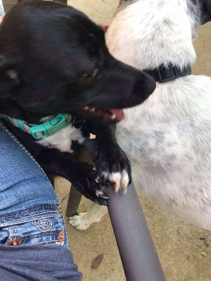 Top Dog Ranch | Austin TX