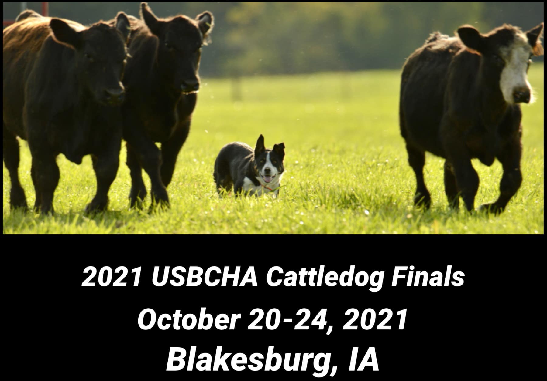It’s official! The... - USBCHA National Cattledog Finals