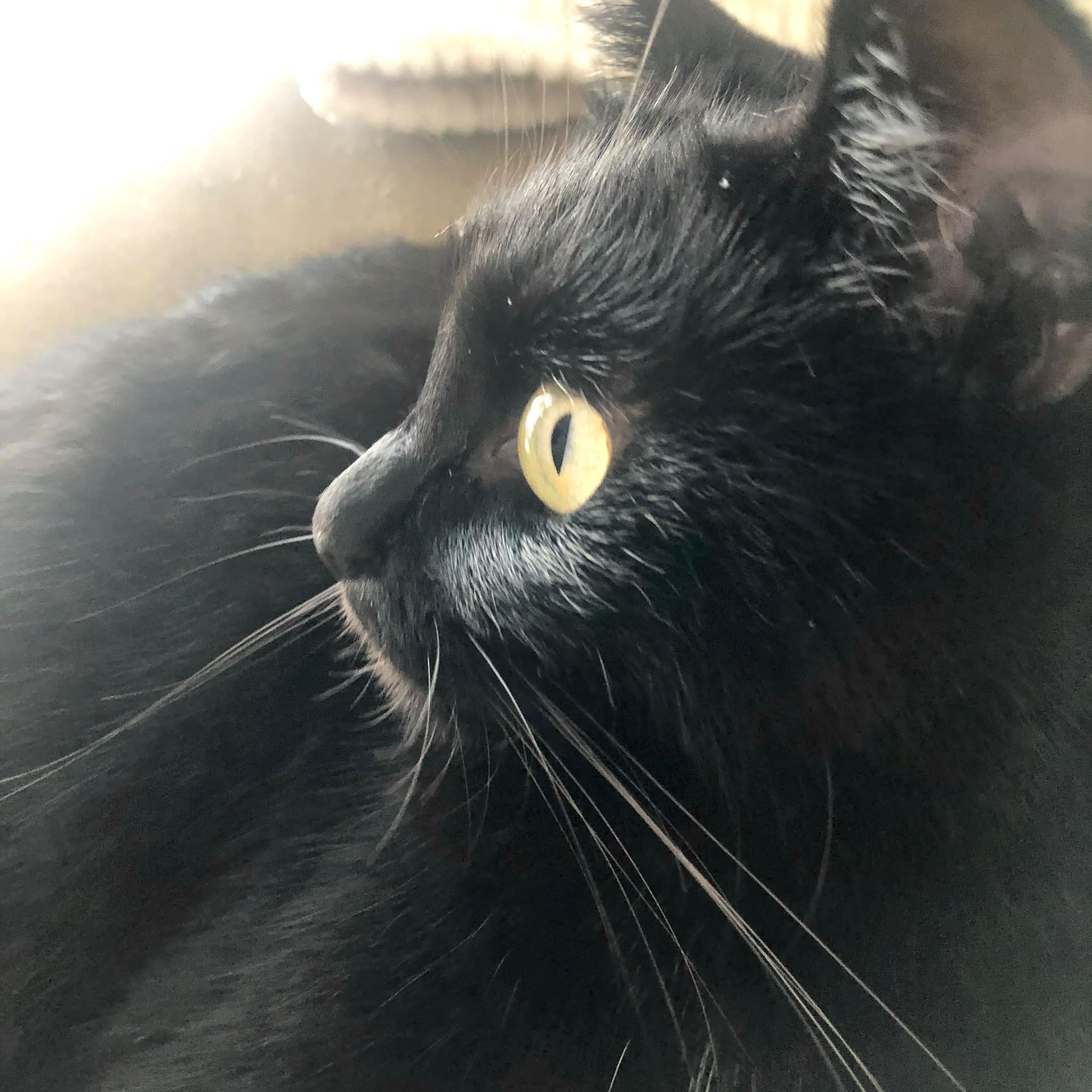 黒猫（感謝） 黒猫感謝の日なのか❗️