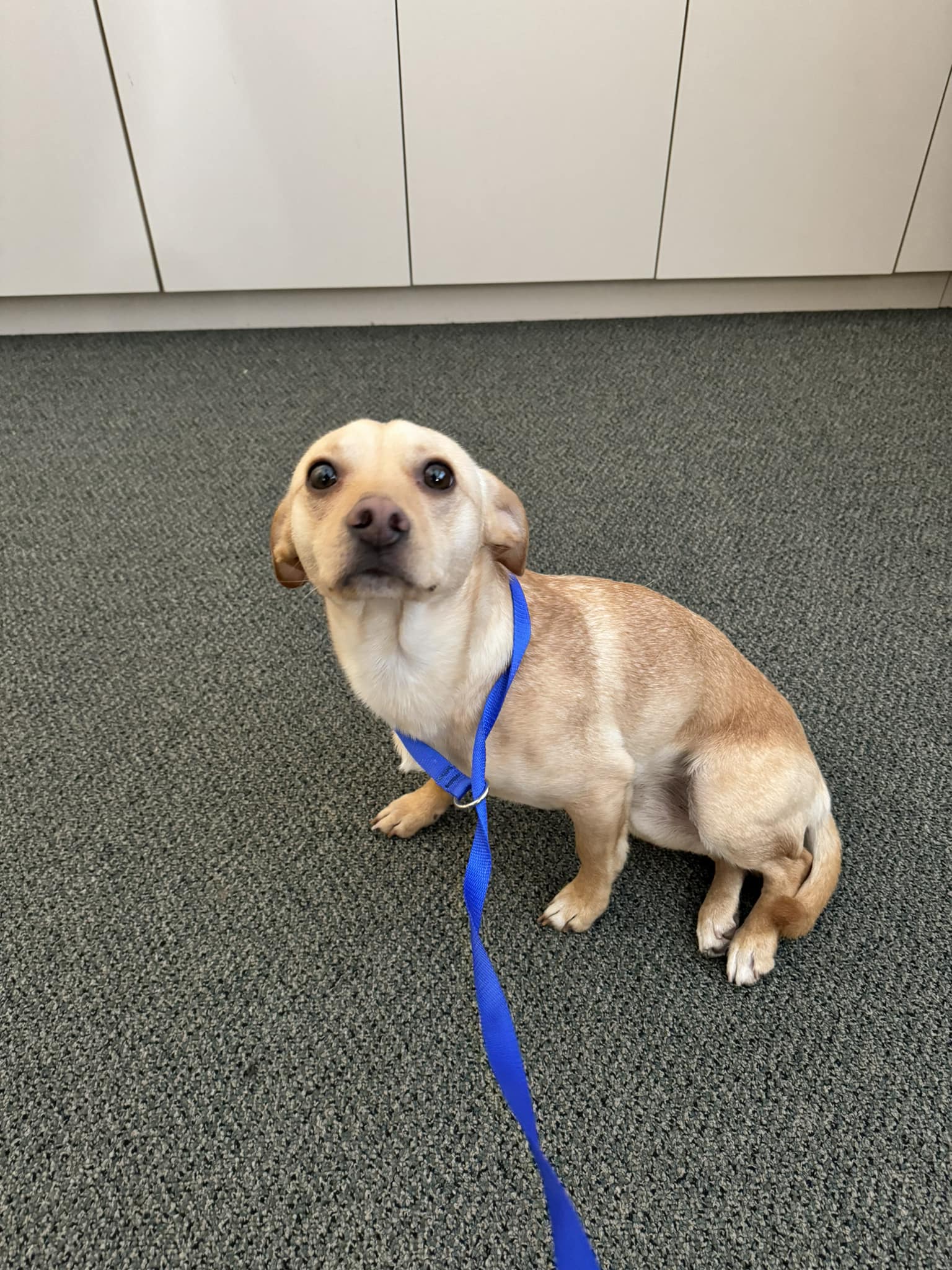 Lost and Found Pets of Sonoma County