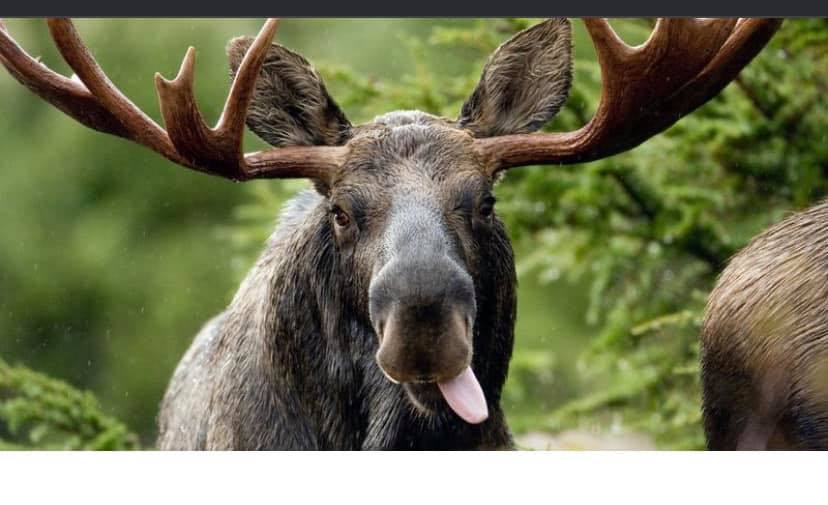 Quelle animale peut laissé cette emprunt0 | Facebook