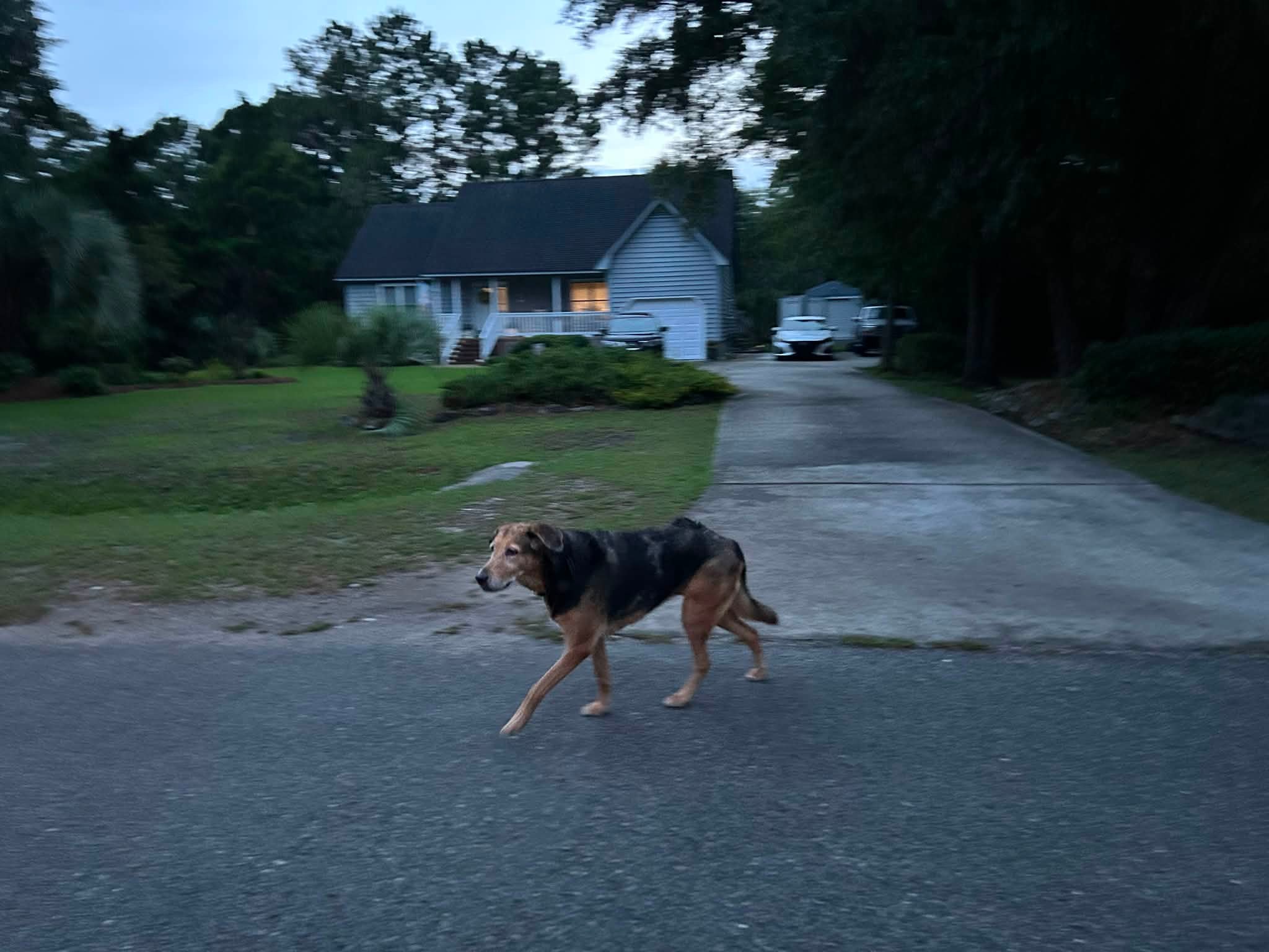 Lost dog on Doral Dr in Greenway Plantation, Hampstead NC