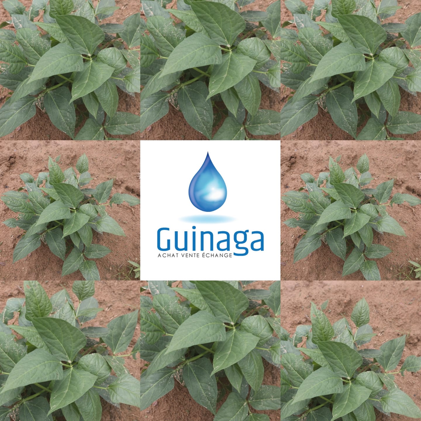 Guinaga - Le haricot #timadie #guinaga #labinco #grabal...