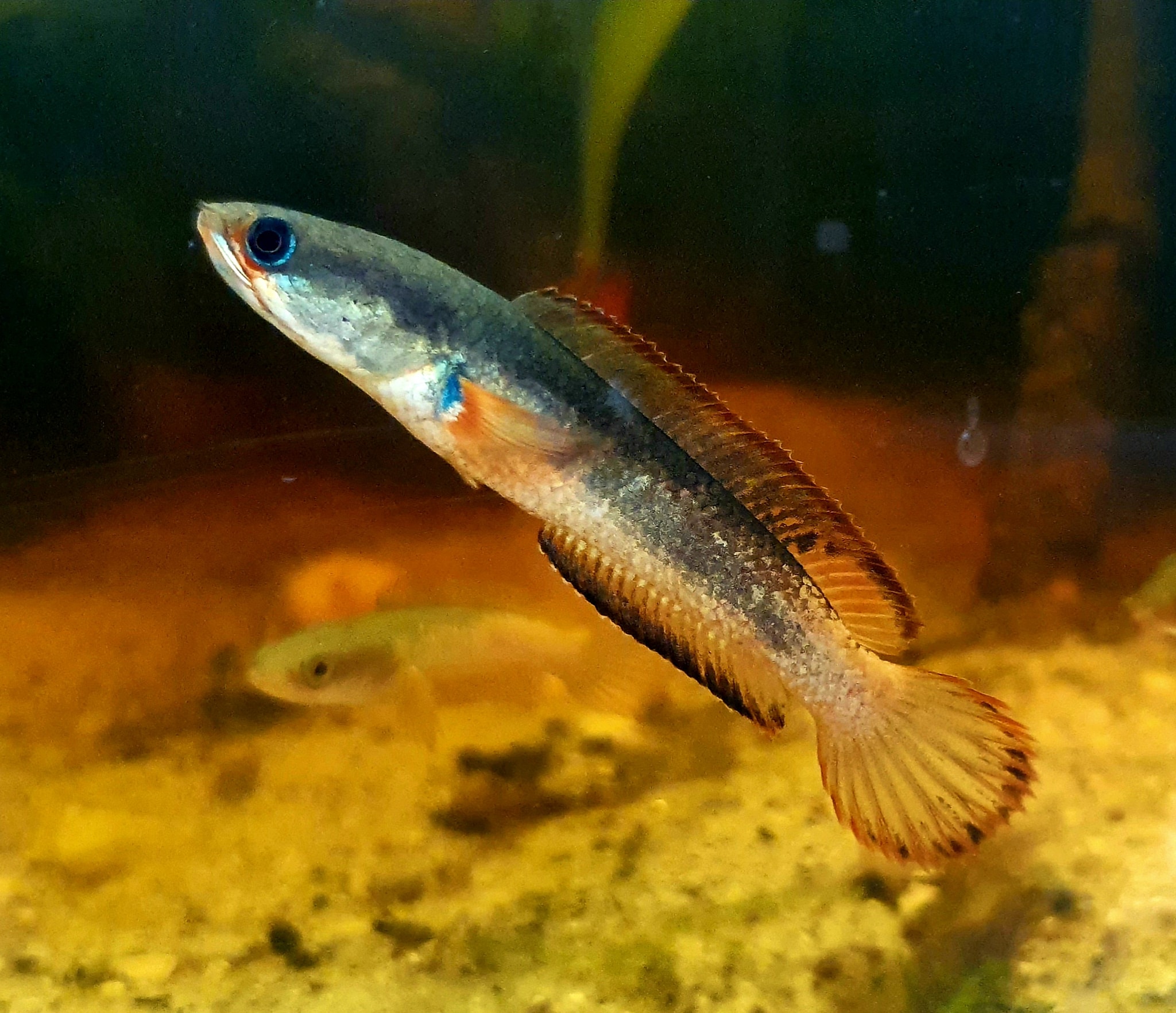 Channa Gachua Bengal Blue