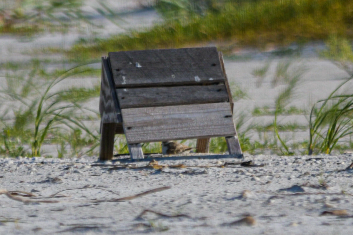 Shorebird Update From Kylie Hi... - Sarasota Audubon Society