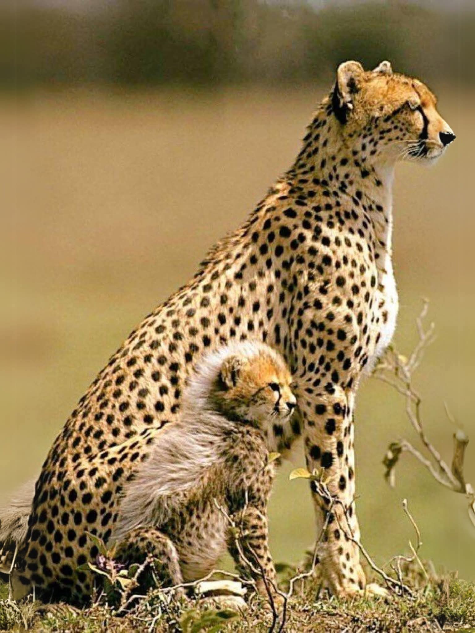 Prepare for cuteness overload 🥹 Our Cheeky Cheetah cubs have