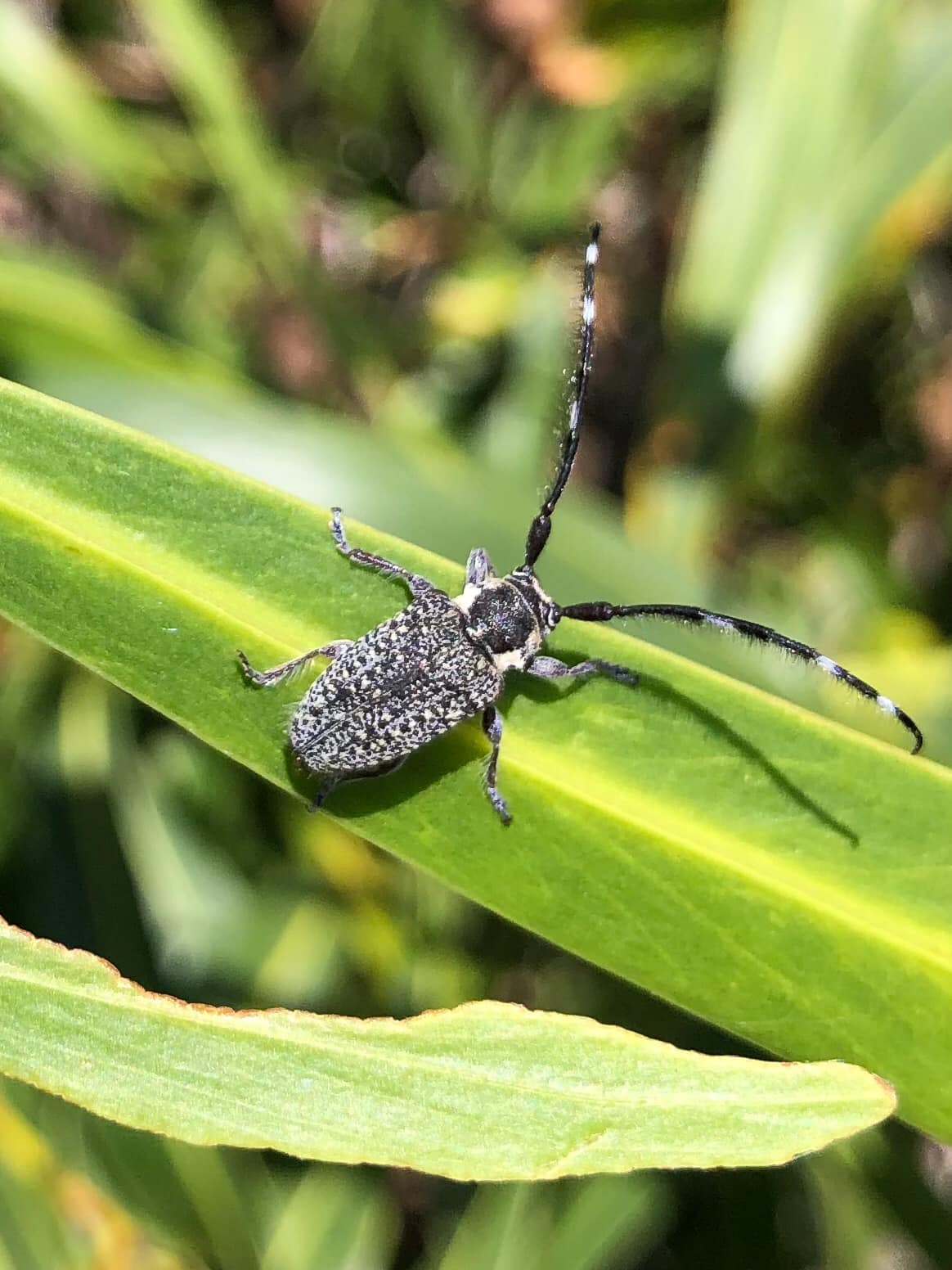Longicorn Beetle *Rhytiphora saundersii *BL 25mm Merredin WA