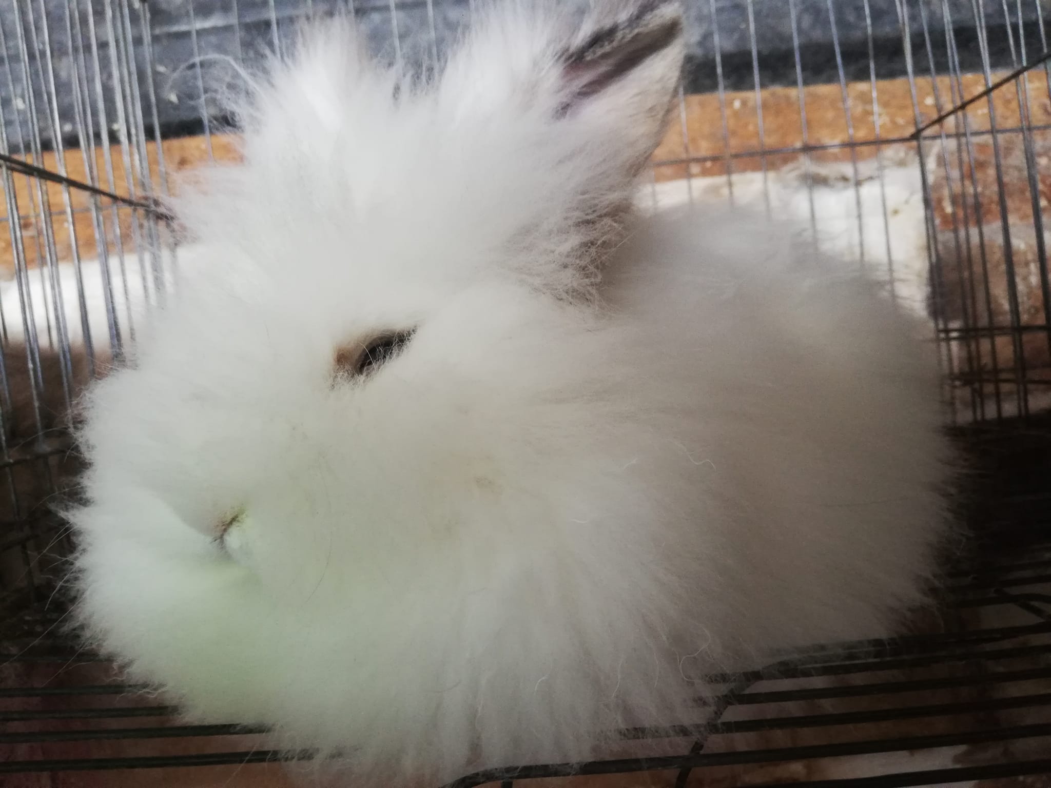 Golden Rabbits