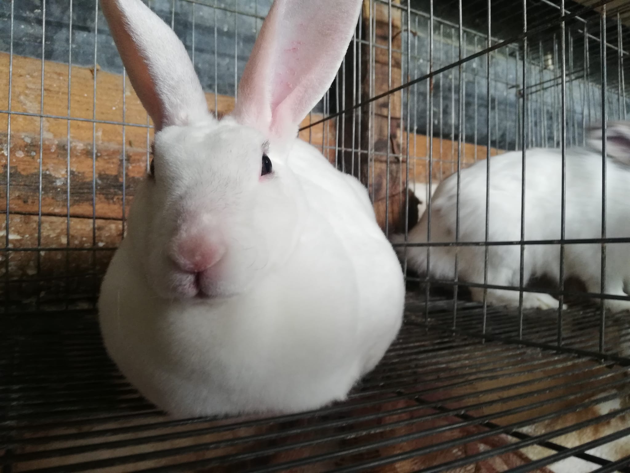 Golden Rabbits