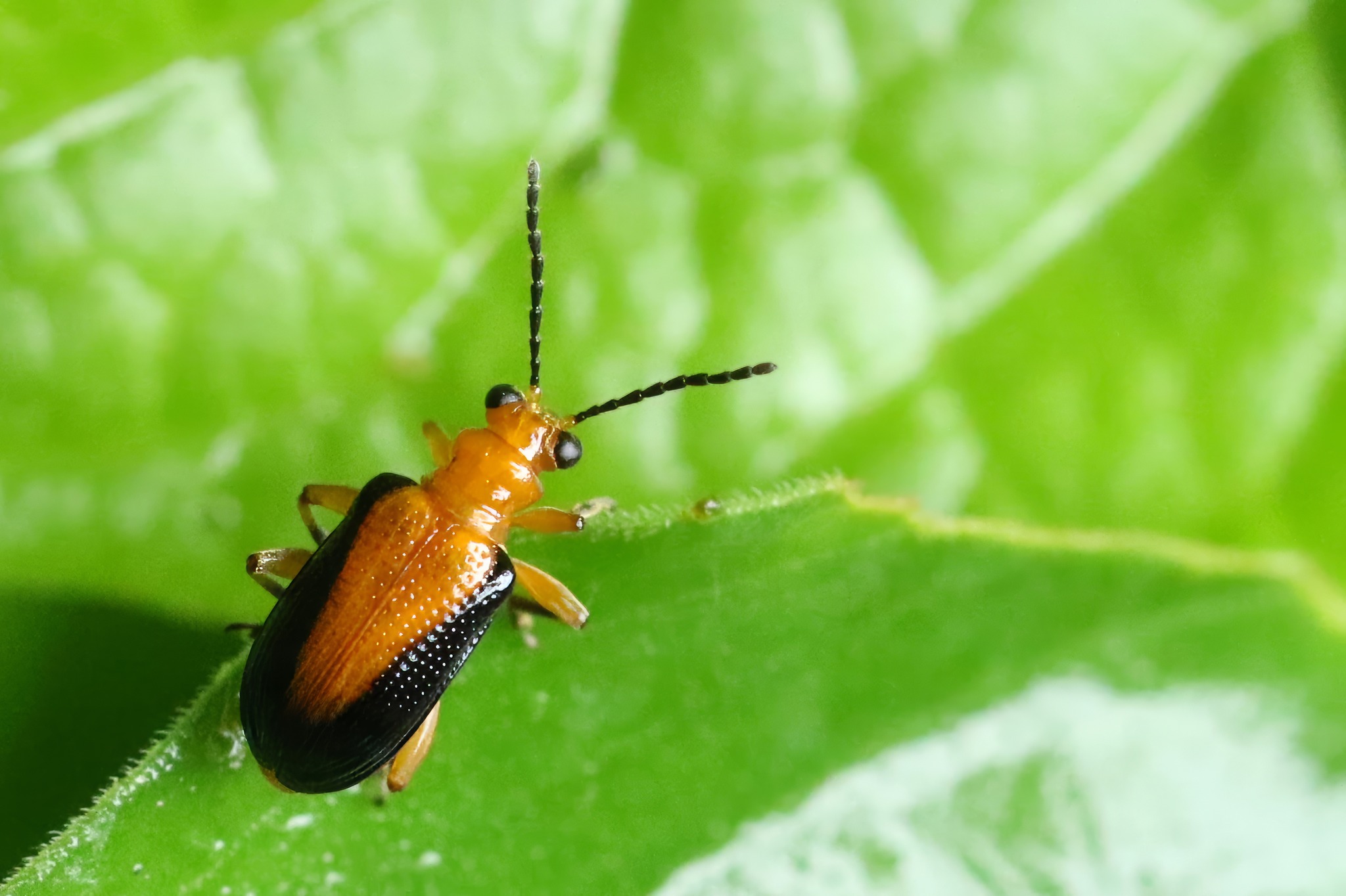 Are these two Bolbocerastes beetles different species? | McNeal, AZ